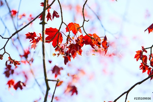Bild på maple leaves